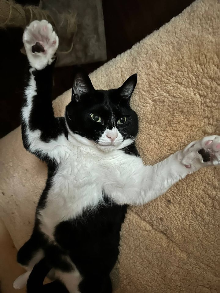 白黒猫のひじきちゃん