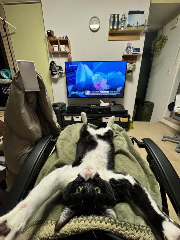 変顔でへそ天する猫を膝に乗せてブルアカTVアニメを見ているシーン