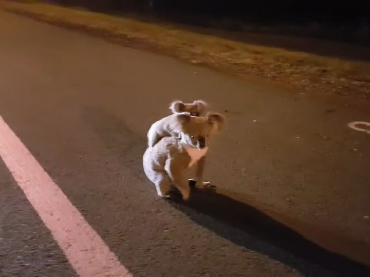 動画「Baby koala with mum」のワンシーン（出典：Pixelpixie）