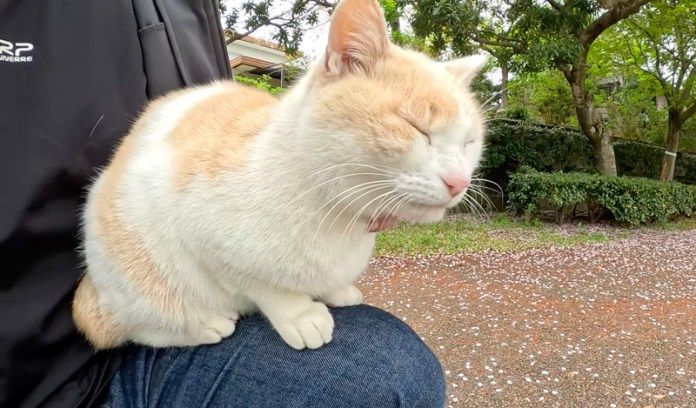 膝の上に乗って来た猫