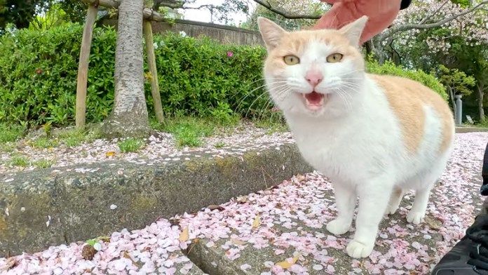 撫でられる猫