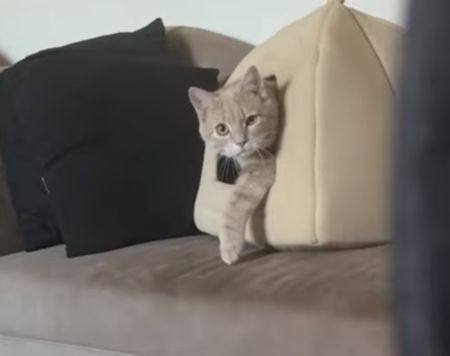 寝起き3秒ですぐ遊べます！ 猫さんと「だるまさんがころんだ」開始！