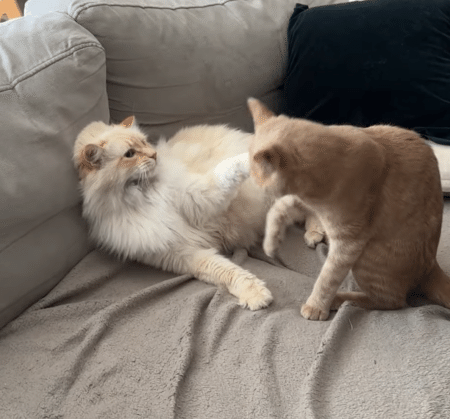 せっかく仲良く寝てたのに！ 猫に誤解が生まれた瞬間。