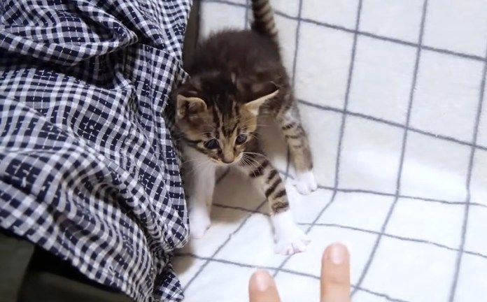 やんのかステップする子猫