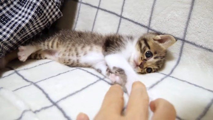 手遊びする子猫
