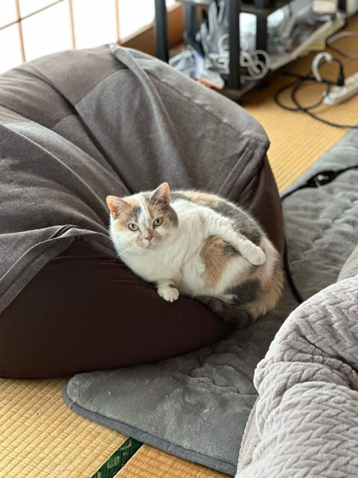 クッションソファを独り占めする猫