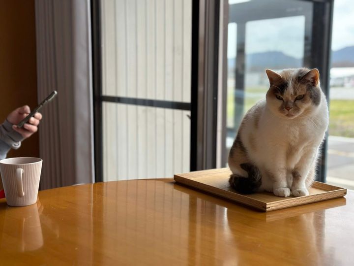 富山県朝日町の「民泊たなごころ」の看板猫・ねねちゃん