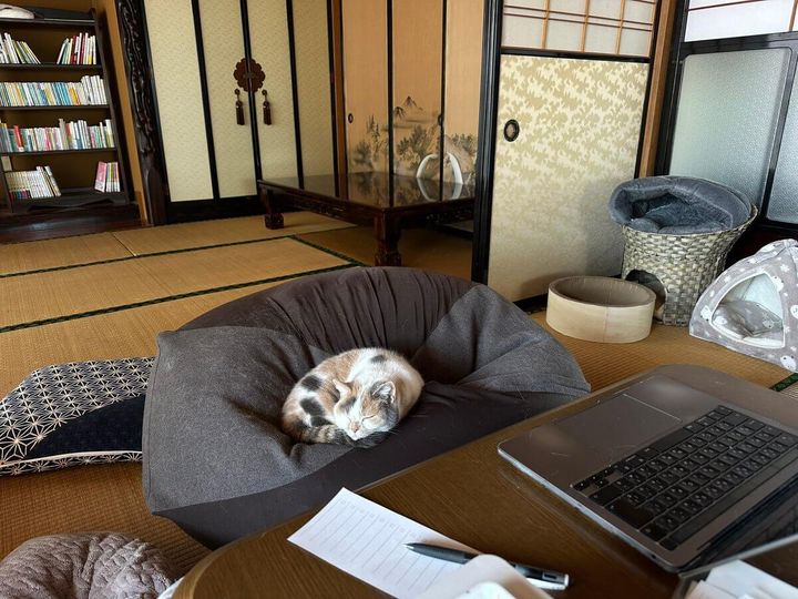 トイレに行ってる1分の間で席を奪い取った猫