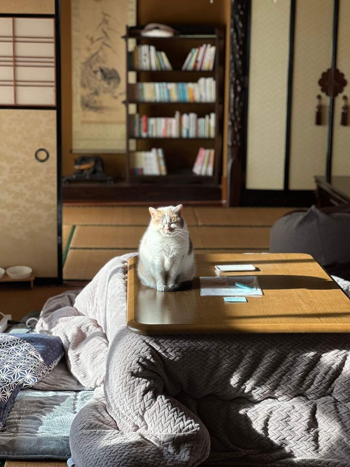 こたつの上で日向ぼっこする「民泊たなごころ」の看板猫・ねねちゃん