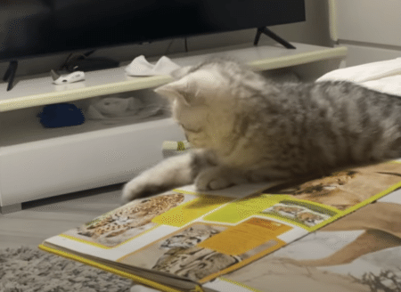 図鑑を見ていた子猫さん、自分に似ている動物に興味津々！