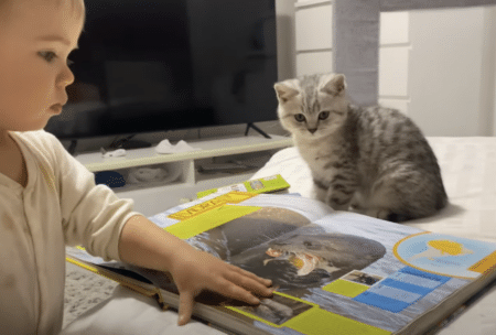 図鑑を見ていた子猫さん、自分に似ている動物に興味津々！