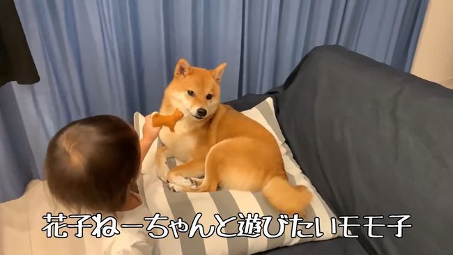 ママに叱られた2才ちゃん。様子を見ていた柴犬がまさかの行動！！
