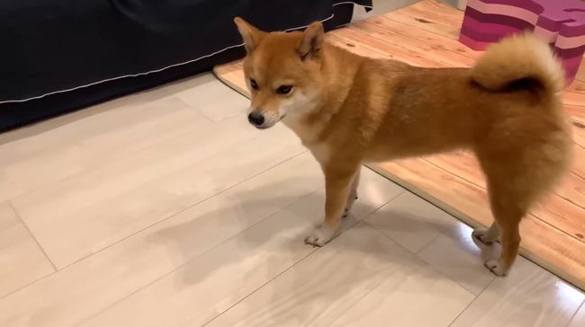 ママに叱られた2才ちゃん。様子を見ていた柴犬がまさかの行動！！