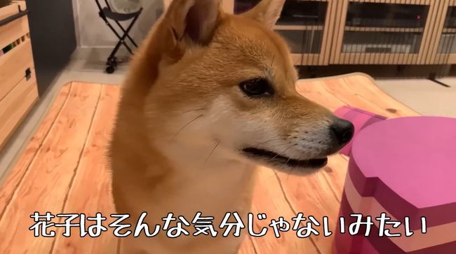 ママに叱られた2才ちゃん。様子を見ていた柴犬がまさかの行動！！