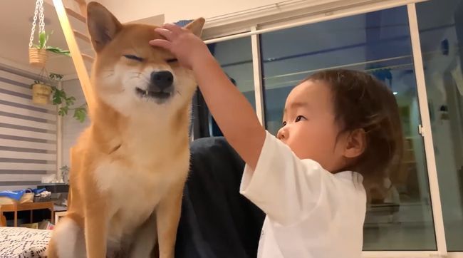 ママに叱られた2才ちゃん。様子を見ていた柴犬がまさかの行動！！