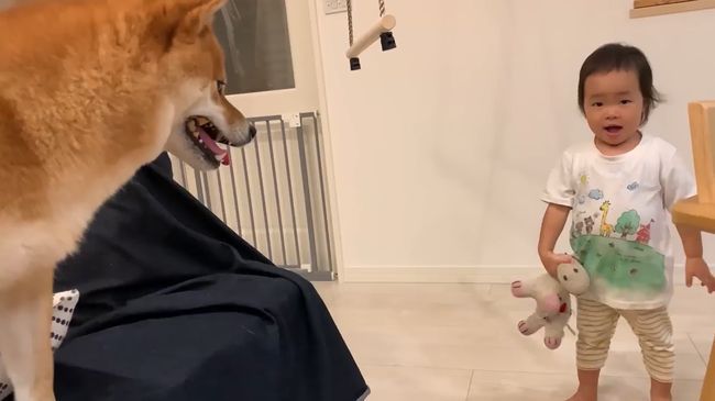 ママに叱られた2才ちゃん。様子を見ていた柴犬がまさかの行動！！