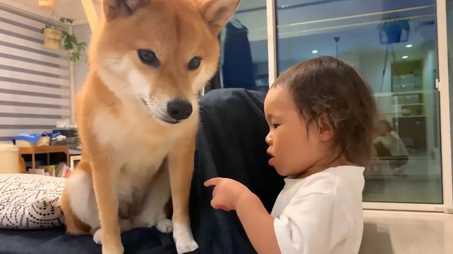 ママに叱られた2才ちゃん。様子を見ていた柴犬がまさかの行動！！