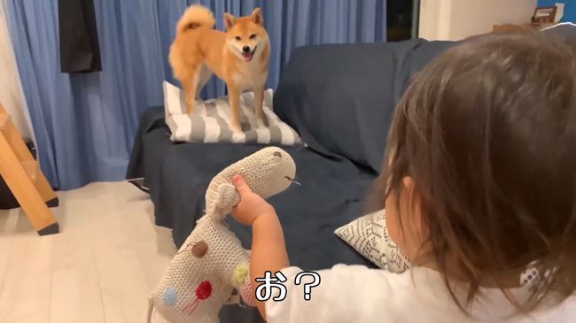 ママに叱られた2才ちゃん。様子を見ていた柴犬がまさかの行動！！