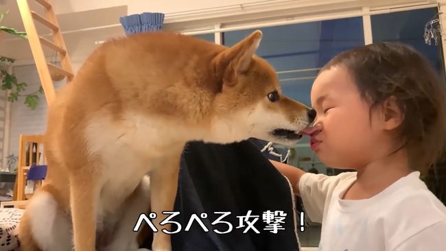 ママに叱られた2才ちゃん。様子を見ていた柴犬がまさかの行動！！