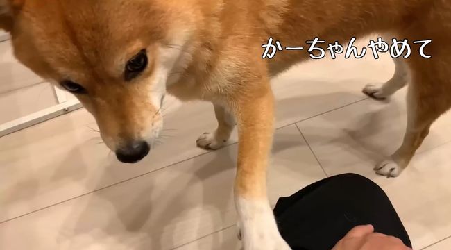 ママに叱られた2才ちゃん。様子を見ていた柴犬がまさかの行動！！