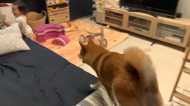 ママに叱られた2才ちゃん。様子を見ていた柴犬がまさかの行動！！
