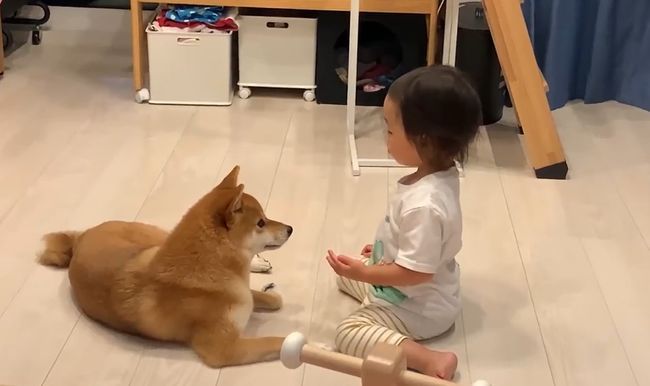 ママに叱られた2才ちゃん。様子を見ていた柴犬がまさかの行動！！