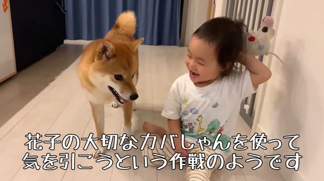 ママに叱られた2才ちゃん。様子を見ていた柴犬がまさかの行動！！