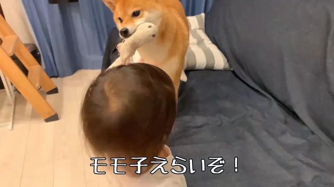 ママに叱られた2才ちゃん。様子を見ていた柴犬がまさかの行動！！