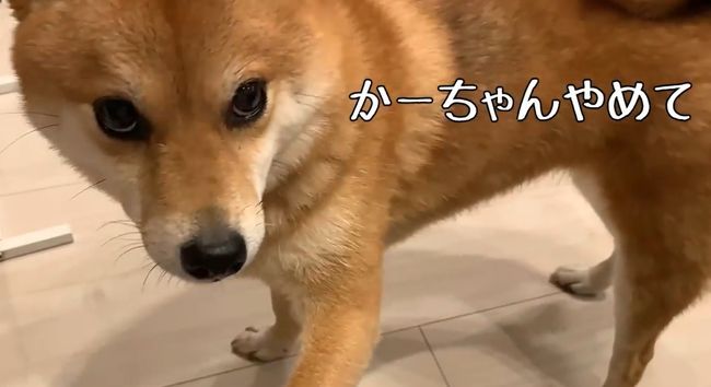 ママに叱られた2才ちゃん。様子を見ていた柴犬がまさかの行動！！