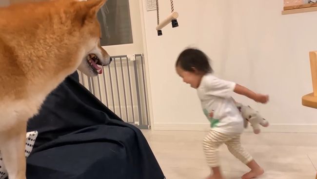 ママに叱られた2才ちゃん。様子を見ていた柴犬がまさかの行動！！