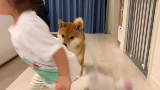 ママに叱られた2才ちゃん。様子を見ていた柴犬がまさかの行動！！