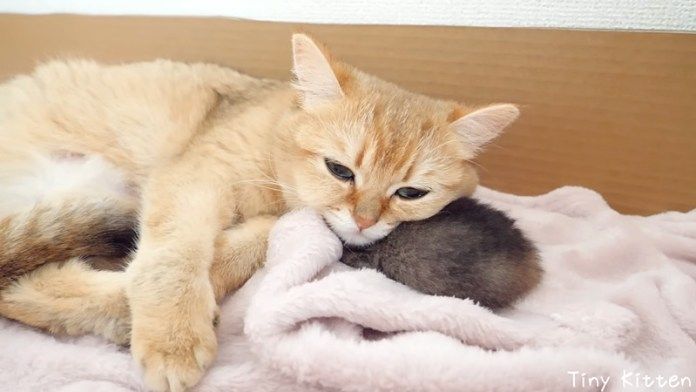 子猫を枕にする母猫