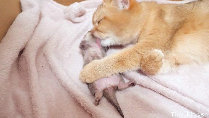 子猫を毛づくろいする母猫