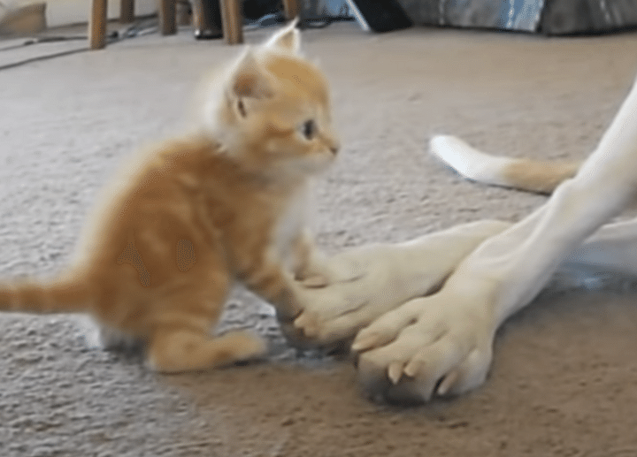 子猫「もっと見せて〜！」大型犬のおっきなの足が気になって仕方ない。