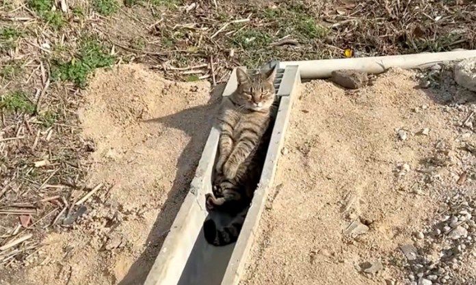 U字溝にはまる猫