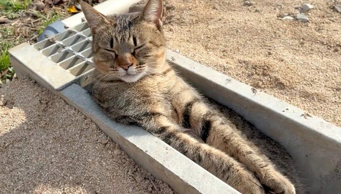 U字溝にはまる猫