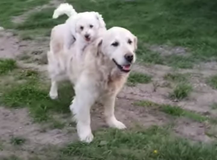 可愛すぎるおんぶ♪ 新しい遊びにハマる犬さん。