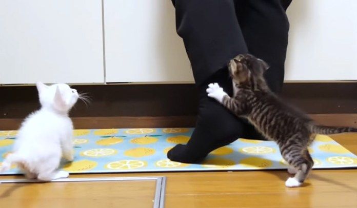 ご飯を催促する子猫達