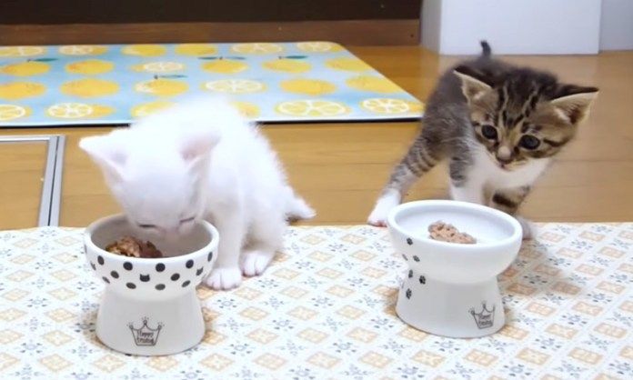 ご飯を食べる子猫