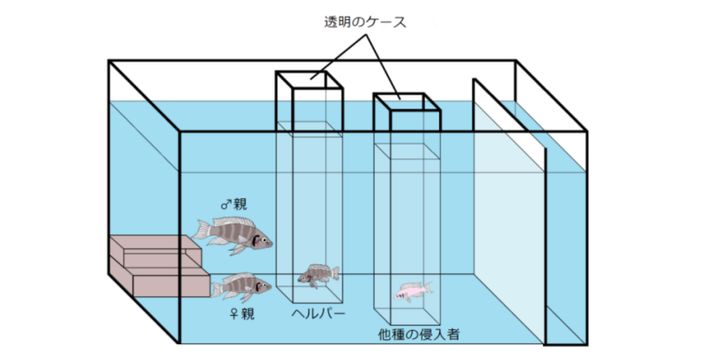 魚の世界にも仕事をサボる奴に「罰」を与える文化があった！