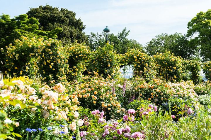 港の見える丘公園「イングリッシュローズの庭」（過去の様子）
