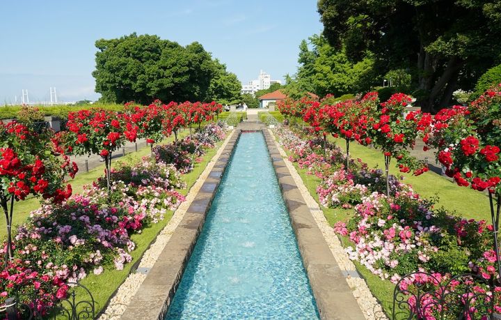 山手イタリア山庭園「バラと輝く噴水の庭」 （過去の様子）