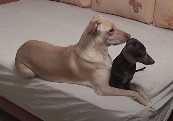 何してたと思う？ 留守番している犬と猫の様子を、こっそりカメラで撮影してみたら