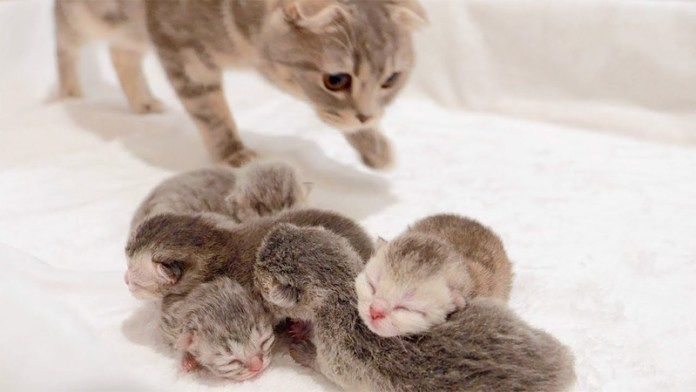 子猫達の元に飛んでくる母猫