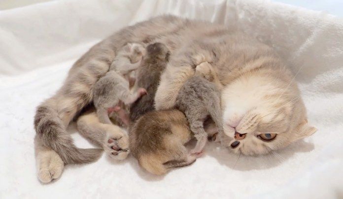 子猫達にミルクを飲ませる母猫