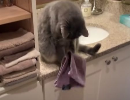 これ楽しい〜♪ 猫、困った遊びに夢中になる。