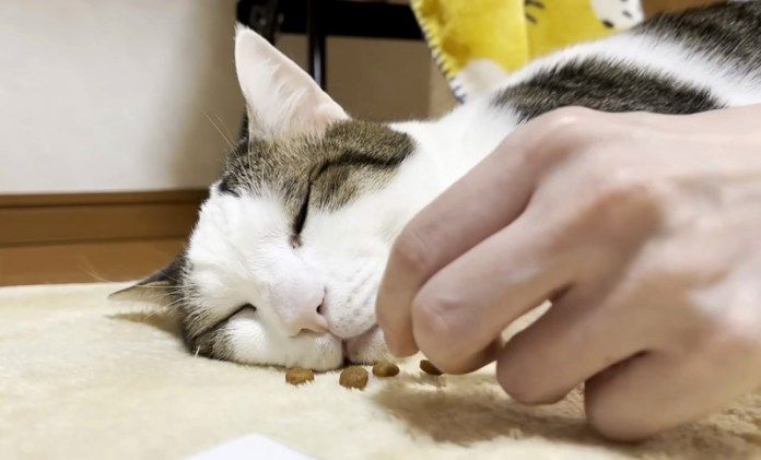 猫の目の前にオヤツを置く