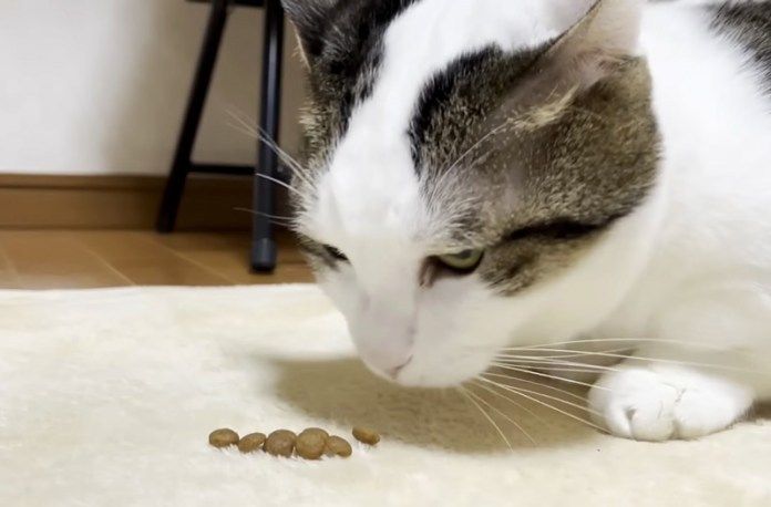 オヤツを見つけた猫