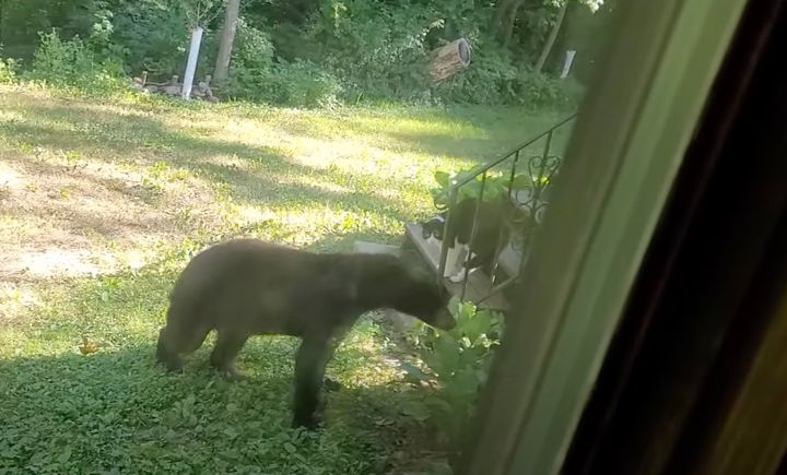 縄張りを侵犯した熊追い払う猫、後を追いかけ木に登らせる
