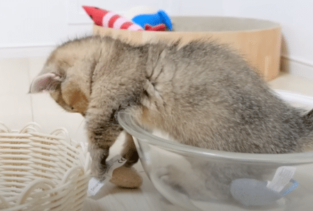 もどかしい！ おもちゃを運び出そうと奮闘する子猫。